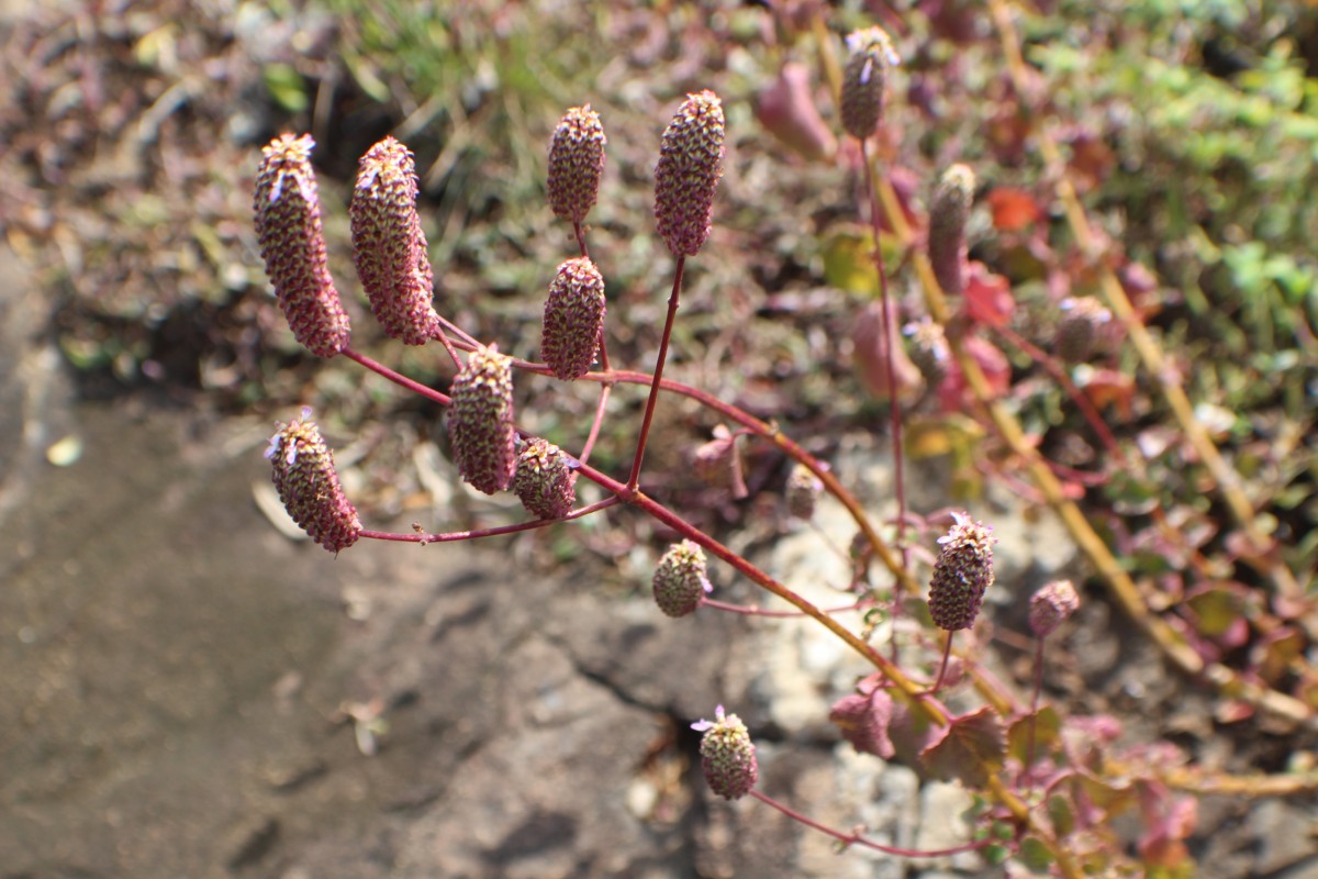 Coleus strobilifer (Roxb.) A.J.Paton